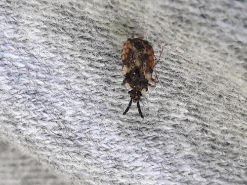 Réf. 321 597 : Aradus sp.